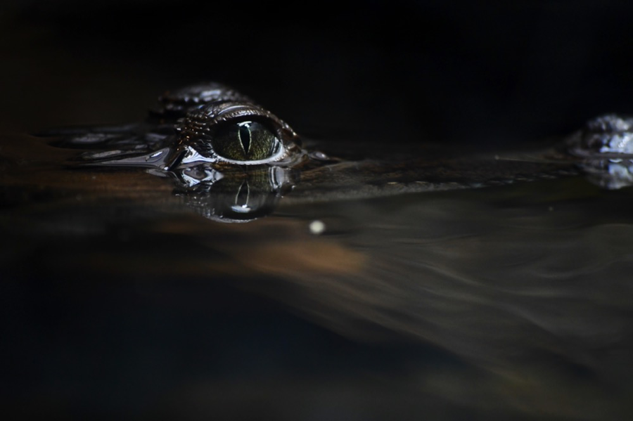  Wunschbild